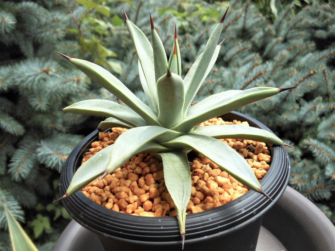 アガベ』【冥王】 : 【BOTANICAL MAJESTY】