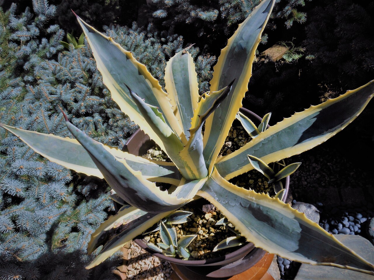 アガベアメリカーナ 特大子株 アガベ アメリカーナ オアハカセンシス Agave