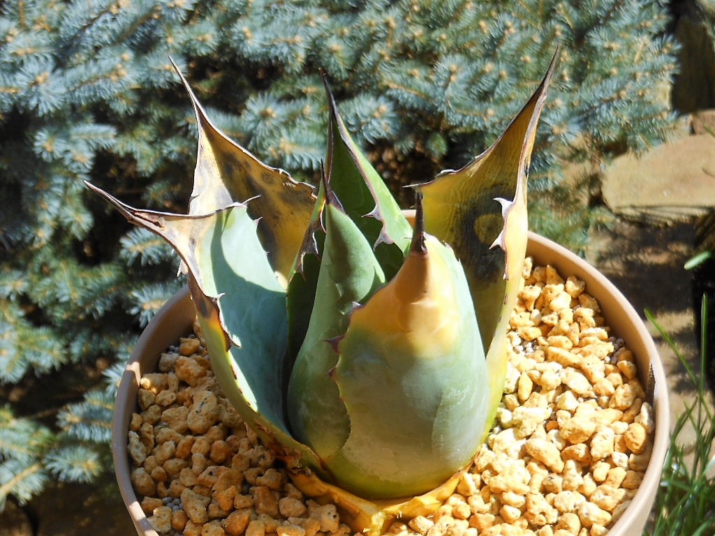 アガベ』【パラサナ】 : 【BOTANICAL MAJESTY】