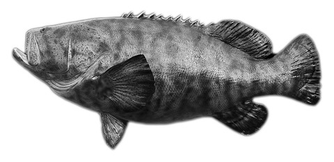 巨大タマカイ アーラミーバイを狙う 21 つるつる宮古島