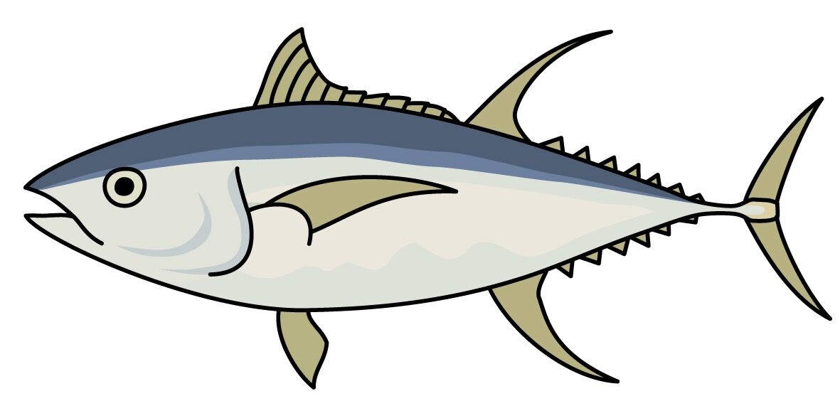 キメジ シビ で大型キハダカモン つるつる宮古島 キメジ シビ で大型キハダカモン つるつる宮古島