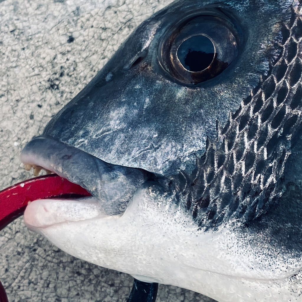 11月大阪ヘチ釣り キャッチ つるつる宮古島