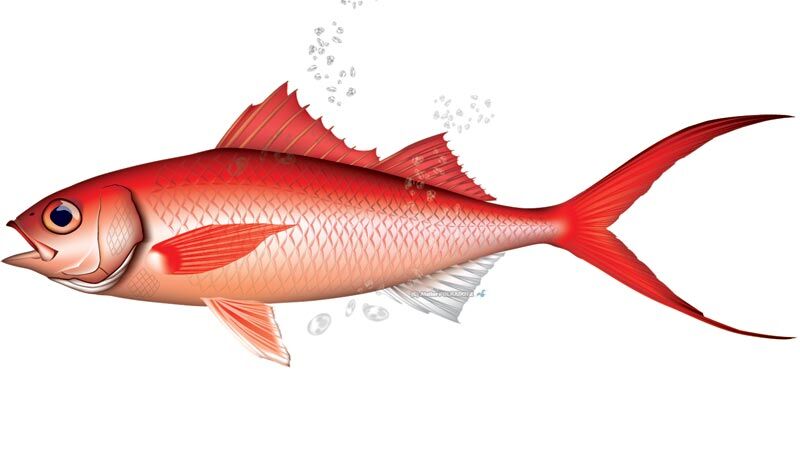 深海ジギングでアカマチを狙う21 タックル準備 つるつる宮古島