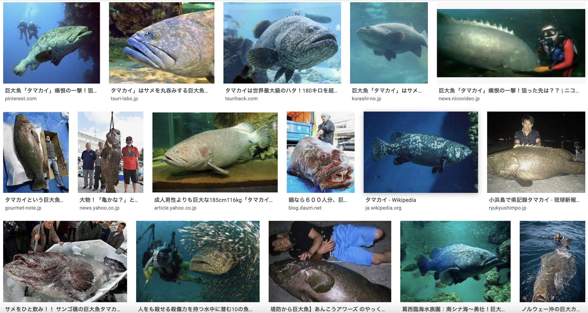 巨大タマカイ アーラミーバイを狙う 21 つるつる宮古島