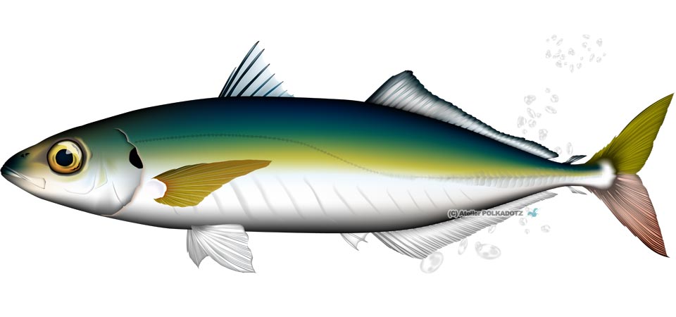 初めてのムロアジ サビキ釣り タックル準備21 つるつる宮古島 初めてのムロアジ サビキ釣り タックル準備21 つるつる宮古島
