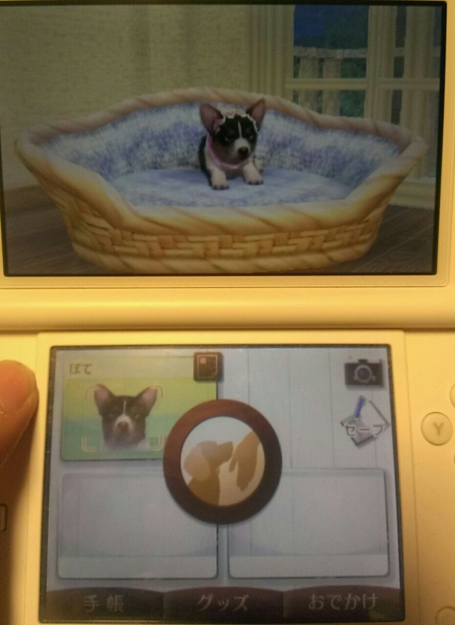 3ds Nintendogs Cats ﾆﾝﾃﾝﾄﾞｯｸﾞｽ ｷｬｯﾂ で三毛猫のオス探してます W E Forumブログ