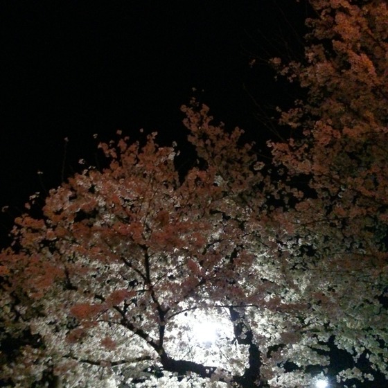 sakura20140405