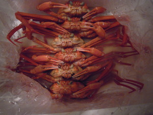 DSCN0345