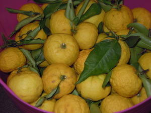 DSCN4785