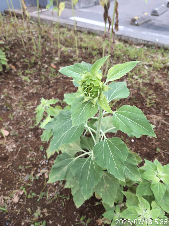 TimePhoto_20250713_053523