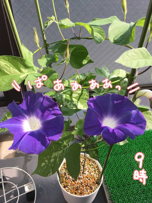 f:id:guchi35sai:20170826111452j:plain