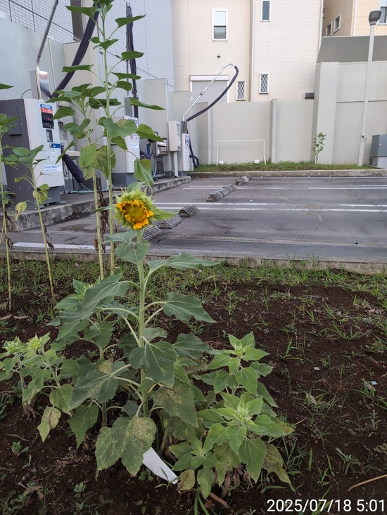 TimePhoto_20250718_050114