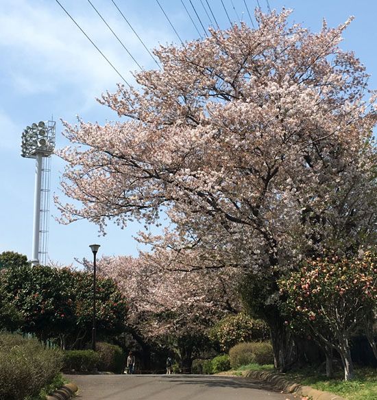 f:id:guchi35sai:20170415164844j:plain