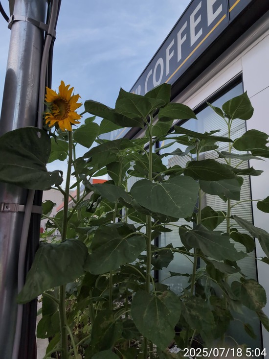 TimePhoto_20250718_050403