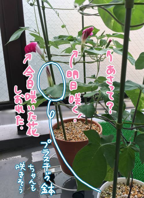 f:id:guchi35sai:20170819172329j:plain