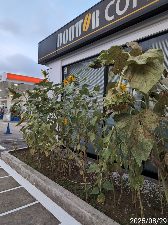 TimePhoto_20250829_052648