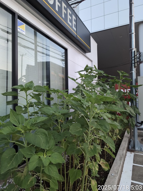 TimePhoto_20250718_050319