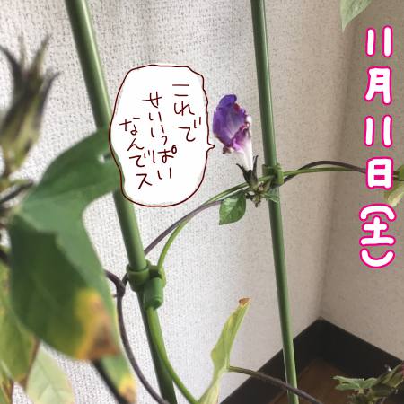 f:id:guchi35sai:20171111125201j:plain