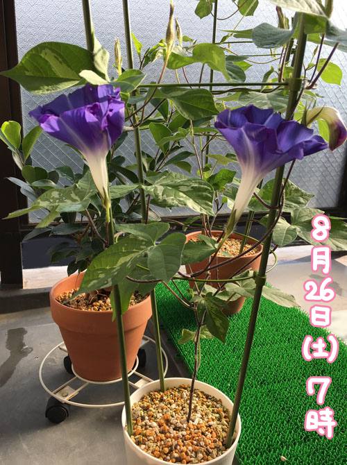 f:id:guchi35sai:20170826102804j:plain