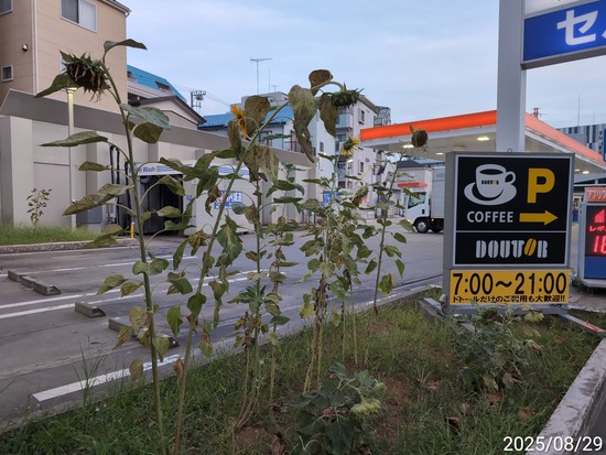 TimePhoto_20250829_052330