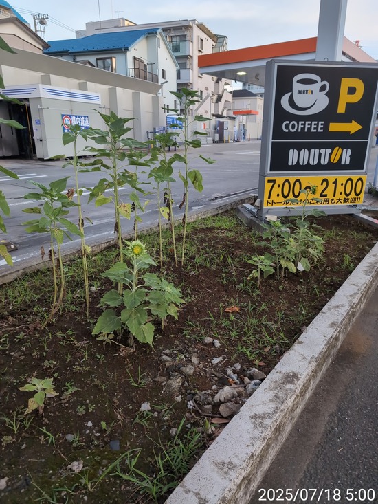 TimePhoto_20250718_050050