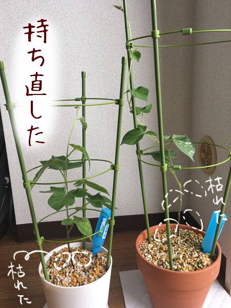 f:id:guchi35sai:20170803170211j:plain