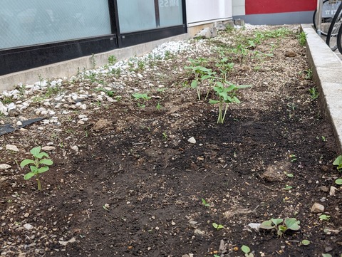 PXL_20240512_062157813