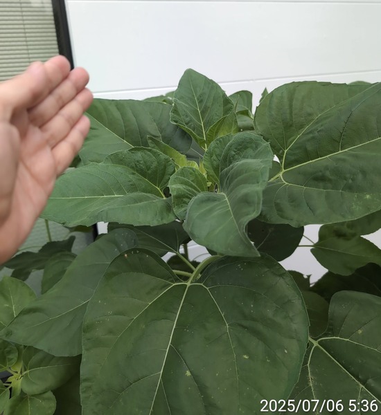 TimePhoto_20250706_053627