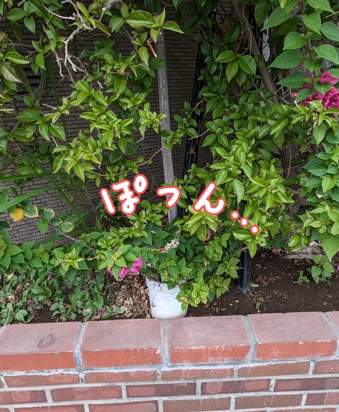 PXL_20240524_202908330