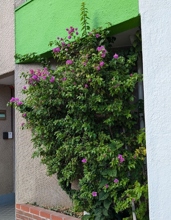 PXL_20240824_071503707