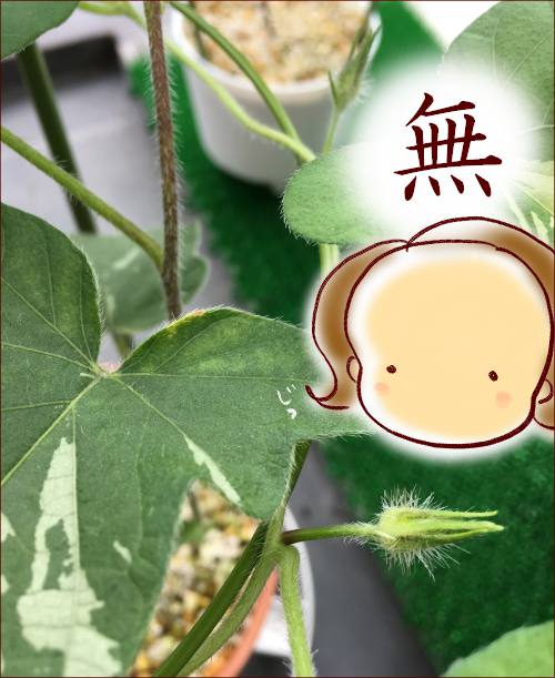 f:id:guchi35sai:20170813154841j:plain