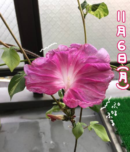 f:id:guchi35sai:20171111123445j:plain