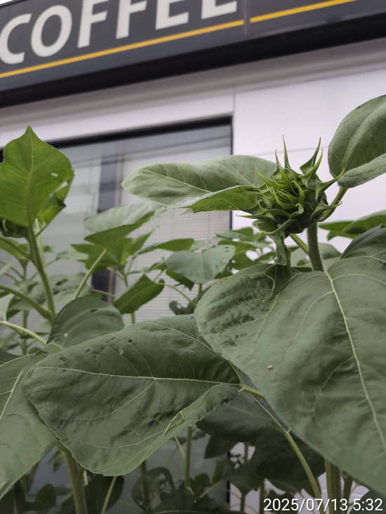 TimePhoto_20250713_053238