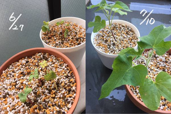 f:id:guchi35sai:20170803172656j:plain