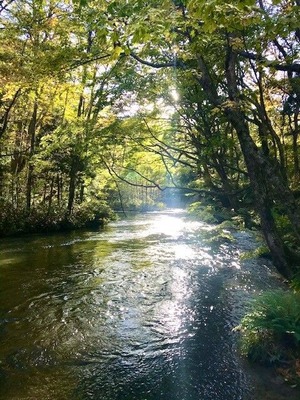 奥入瀬渓流