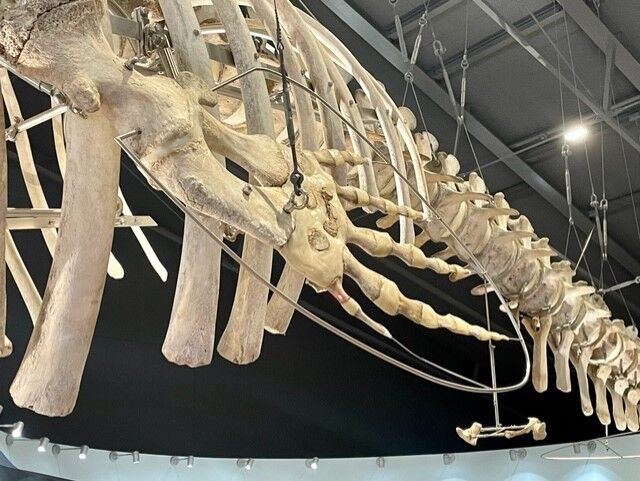 ◇鯨の骨（あばら）2本◇ | mdh.com.sa