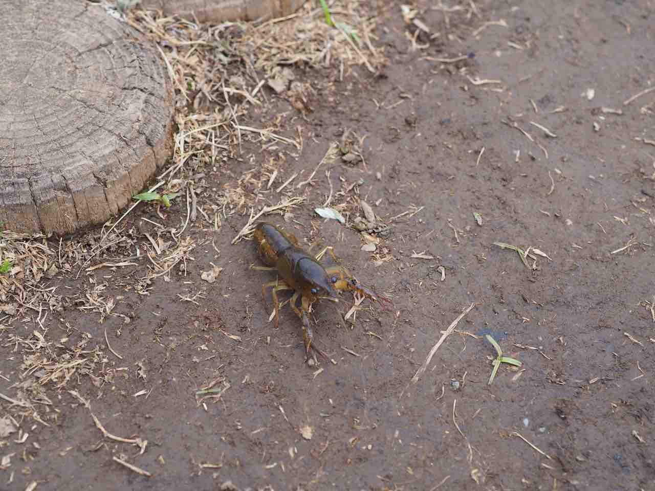 ザリガニ釣り ソラノシズク