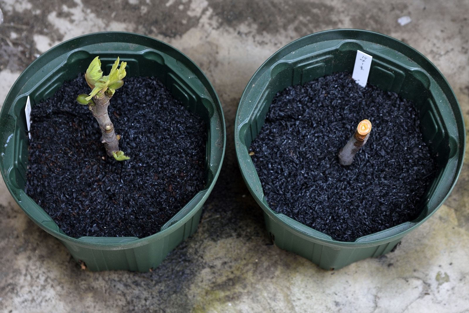 いちじく挿し木 湾岸ブルーベラーの果樹栽培記