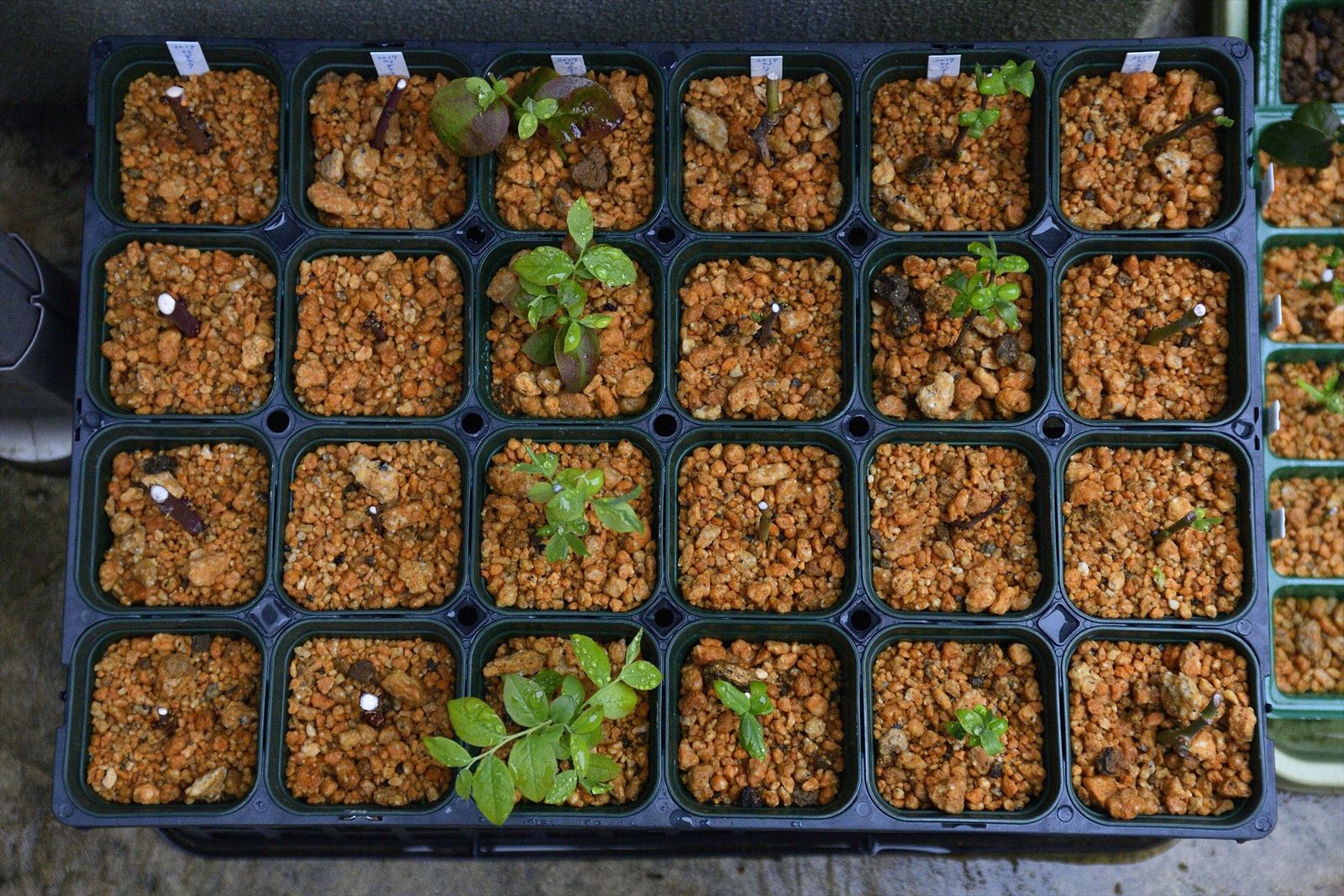 ブルーベリー屋外挿し木の状況 湾岸ブルーベラーの果樹栽培記