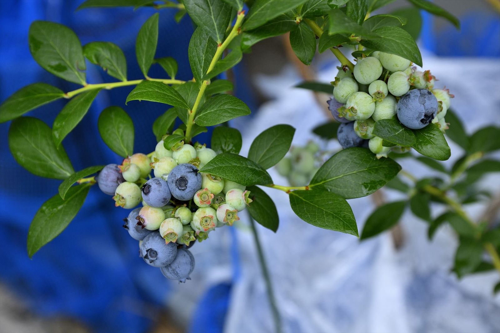 ブルーベリー大雨を裂果せずに乗り越える 湾岸ブルーベラーの果樹栽培記