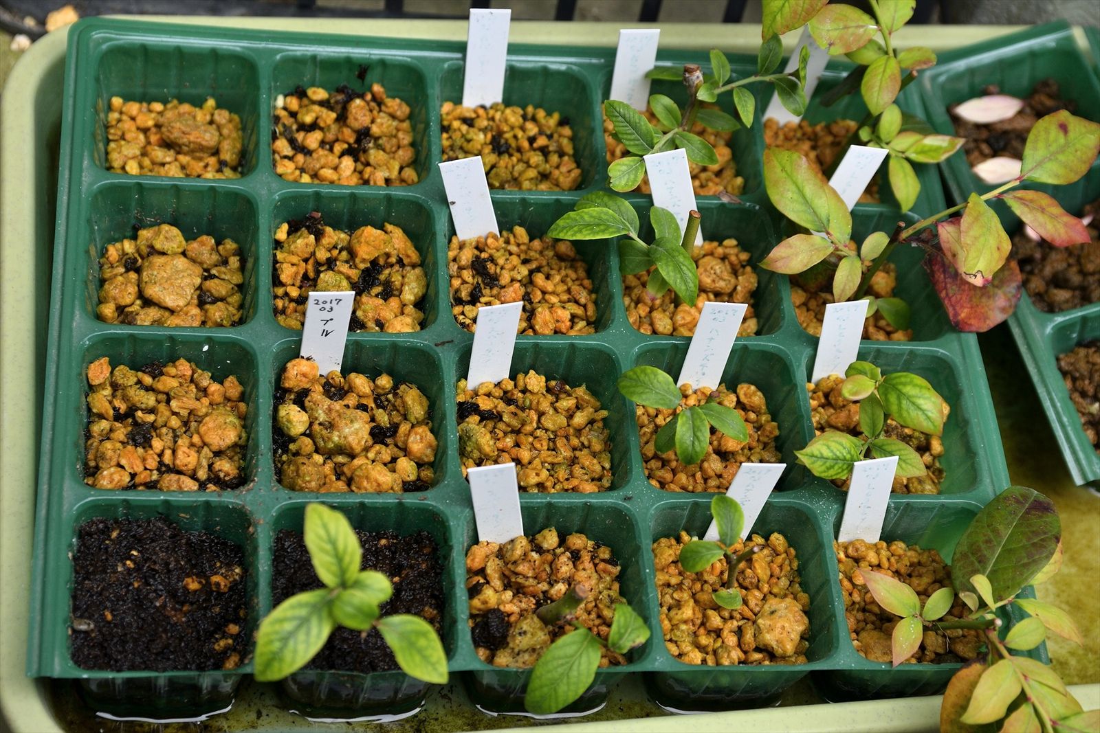 屋外ブルーベリー挿し木の状況 湾岸ブルーベラーの果樹栽培記