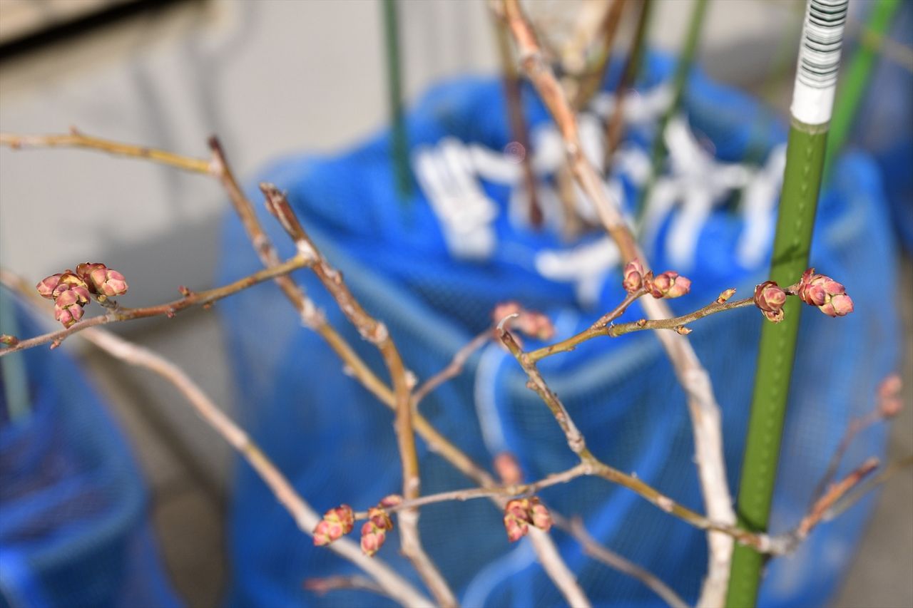 ブルーベリー花芽葉芽の状況 湾岸ブルーベラーの果樹栽培記