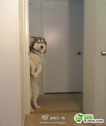 その578 ハスキー犬 おもしろ画像 ビックリ画像集 その578 ハスキー犬 おもしろ画像 ビックリ画像集