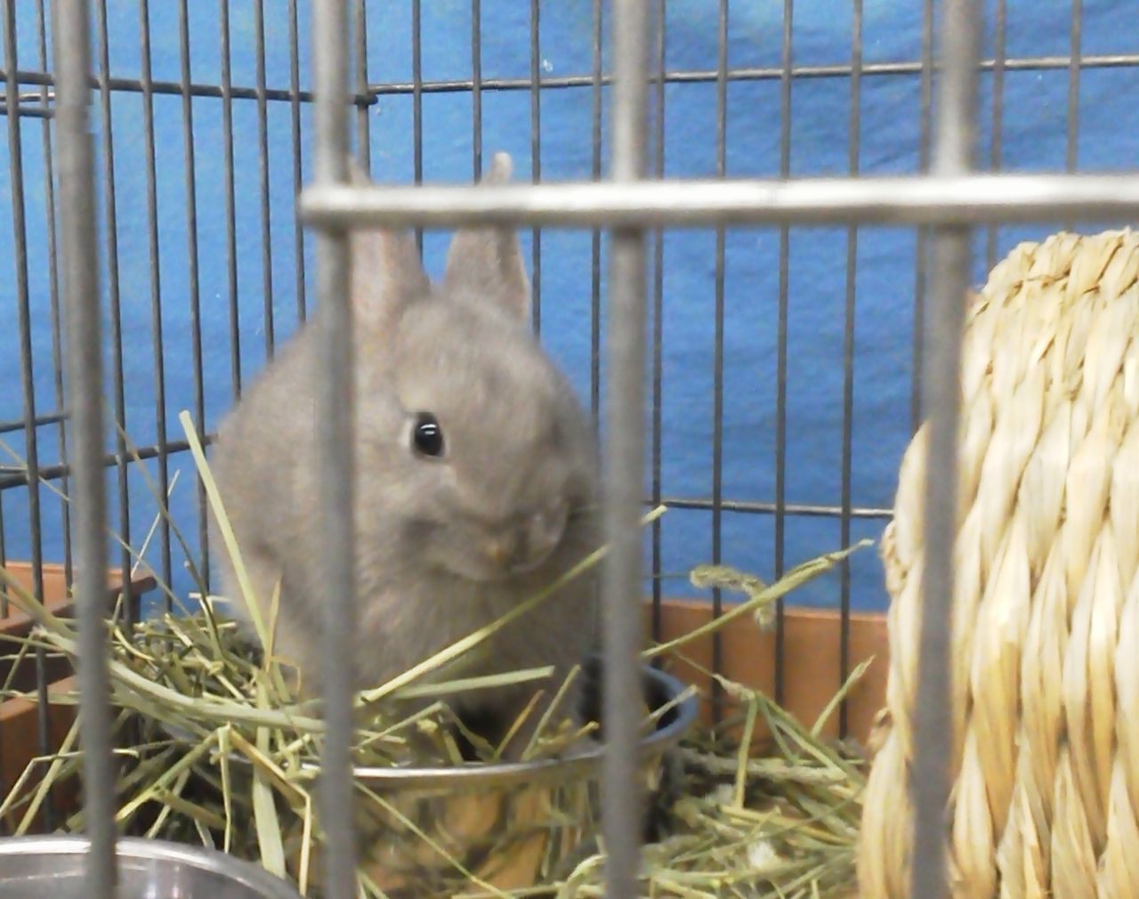 ネザーランド ドワーフ ハルちゃん Life With The Sea ネザーランド ドワーフ ハルちゃん Life With The Sea