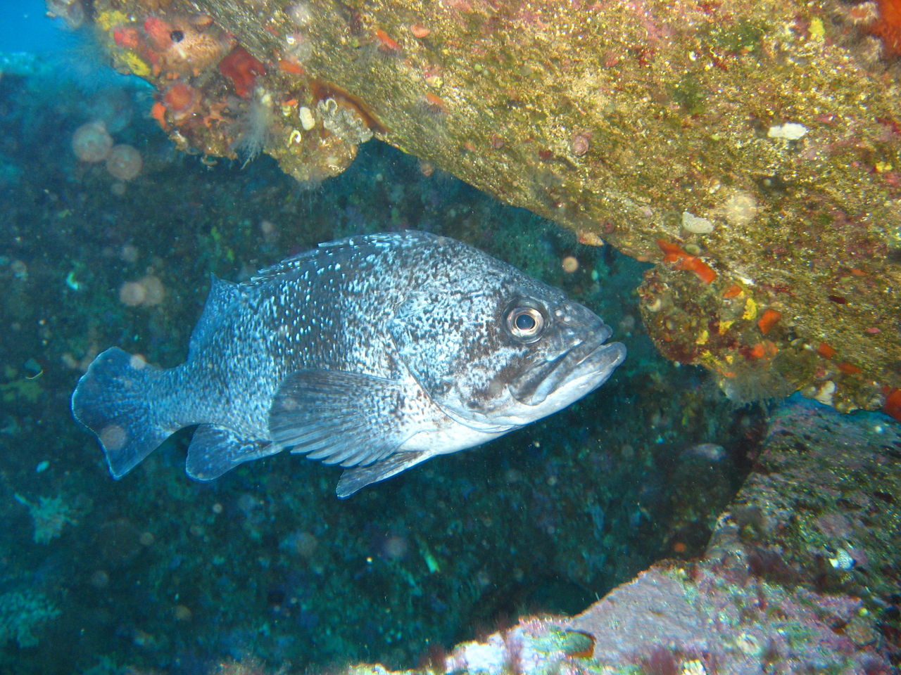 ~life with the sea~ : 余市 ローソク岩 Diving no.145