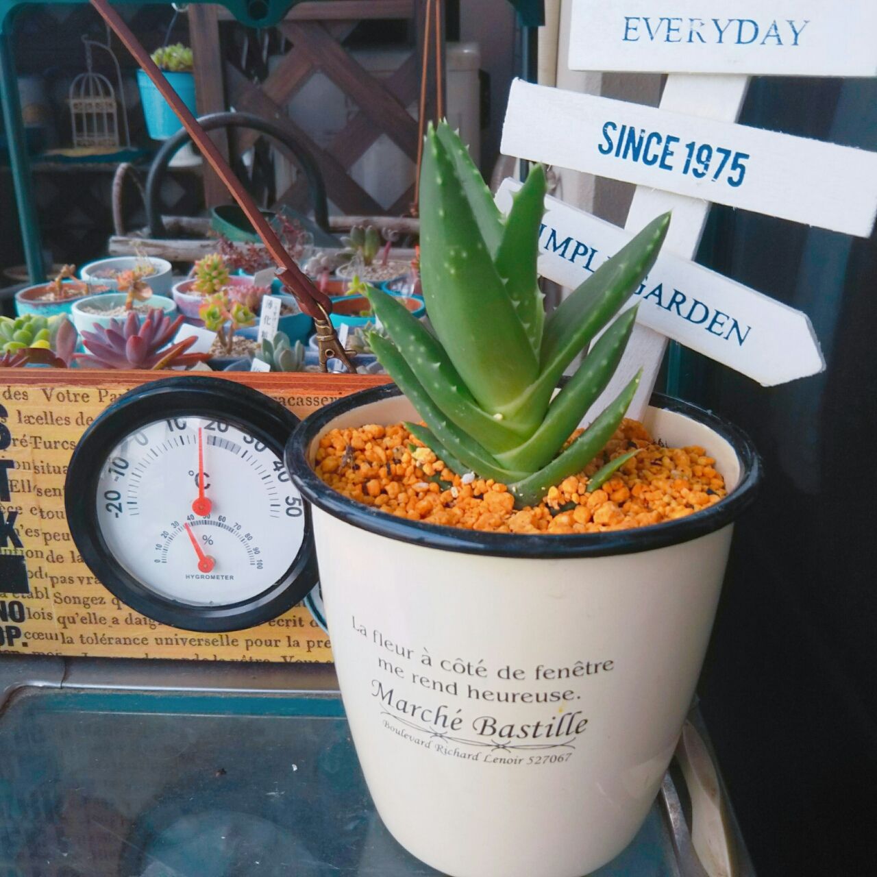 本日の秋田の多肉植物変化です 秋田多肉植物ノート 社宅のベランダより