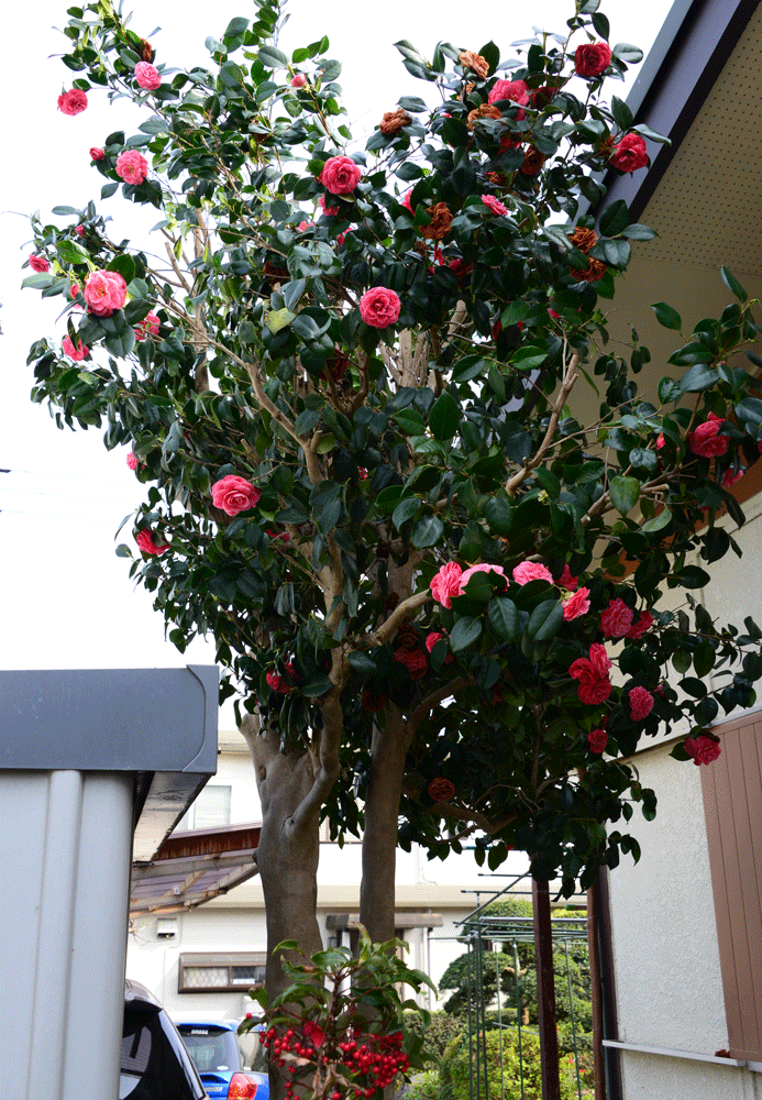 庭先の椿剪定 撮影日記