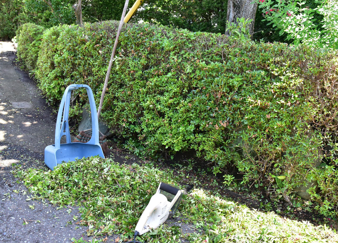 サツキやツゲの生垣剪定 撮影日記