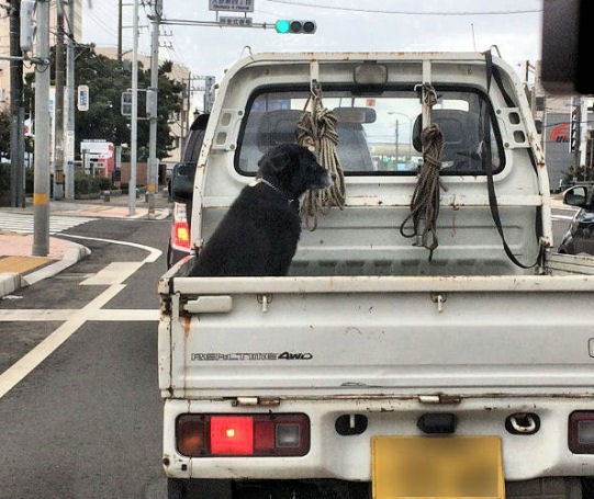 犬 Gumka工房記 犬 Gumka工房記