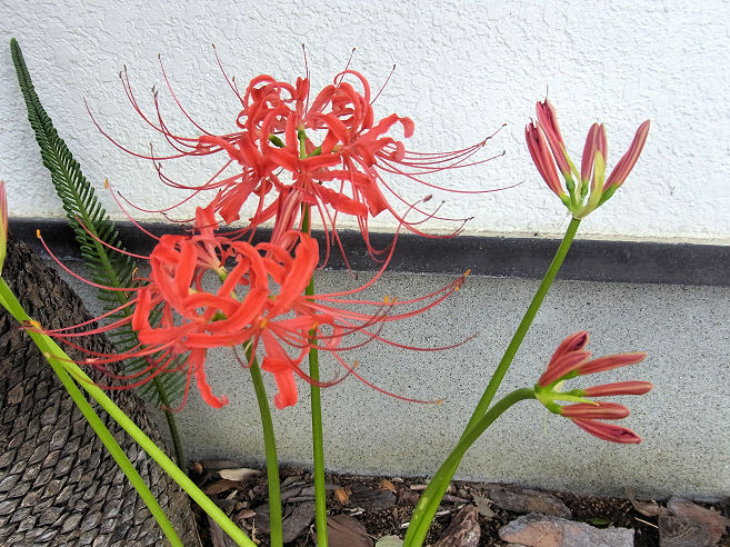 f:id:gumka:20190924024433j:plain f:id:gumka:20190924024433j:plain